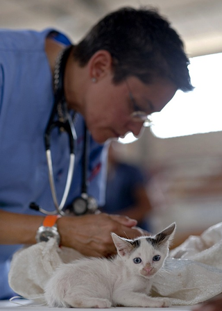 Illustration for article titled Reino Unido alerta: cada vez hay más mascotas sin vacunar porque sus dueños son antivacunas